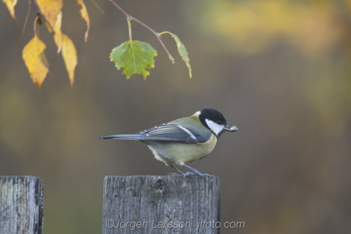 Great Tit  Talgoxe Stockholm