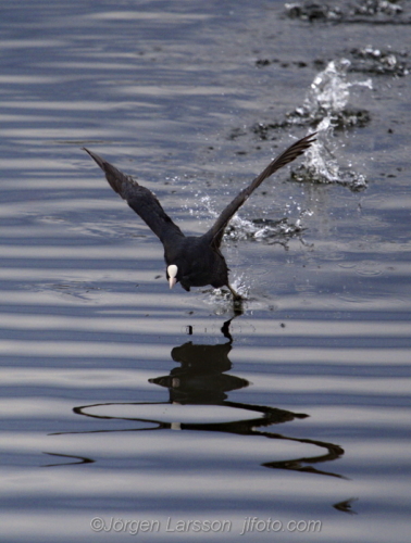 Coot at Skanssundet Södermanland Sweden