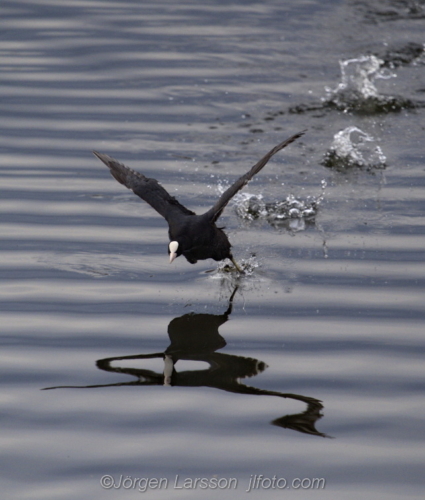 Coot at Skanssundet Södermanland Sweden