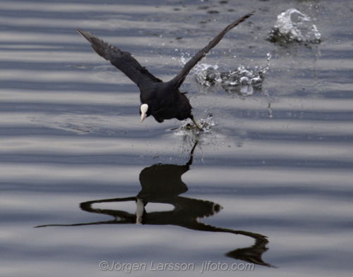 Coot at Skanssundet Södermanland Sweden