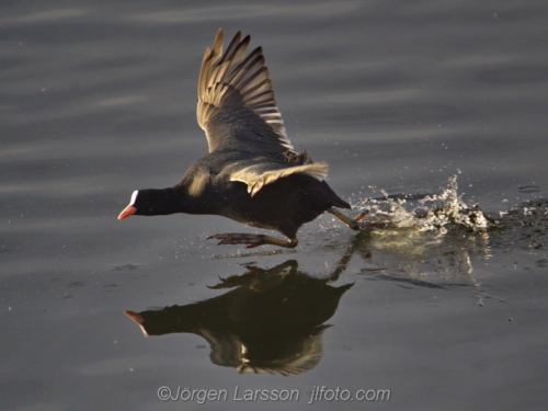 Coot at Skanssundet Södermanland Sweden