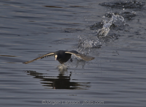 Coot at Skanssundet Södermanland Sweden