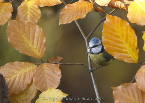 Blue Tit among autumn leaves Stockholm Sweden Blåmes