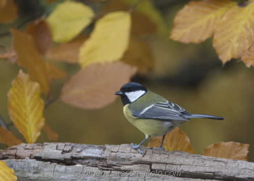 Great tit among autumn leaves talgoxe  Stockholm Sweden