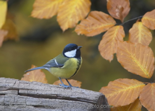 Great tit among autumn leaves talgoxe  Stockholm Sweden
