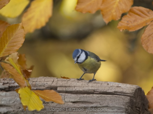 Blue Tit among autumn leaves Stockholm Sweden Blåmes