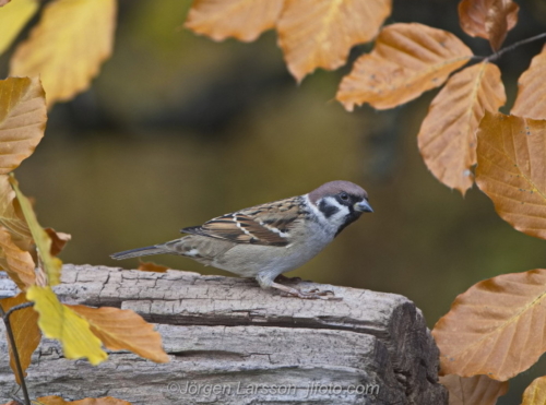 Tree sparrow among autumn leves  Pilfink Stockholm Sverige