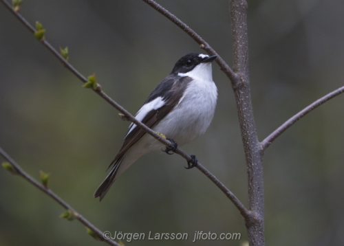 European pied flycatcher  Svartvit flugsnappare