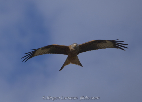 Kite in flight   Skane Sweden