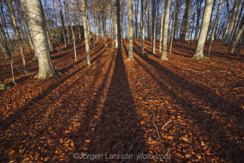 Beechforest Bokskog Mörkö Södermanland