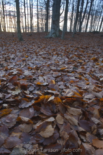 Beechforest Bokskog Mörkö Södermanland