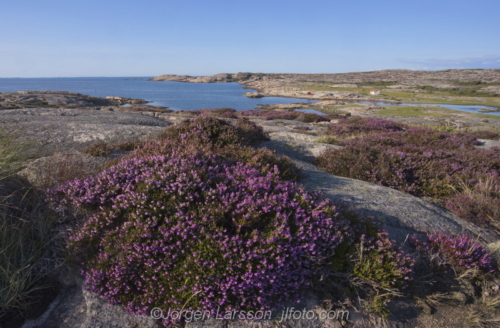 Ramsvikslandet Bohuslän Sweden