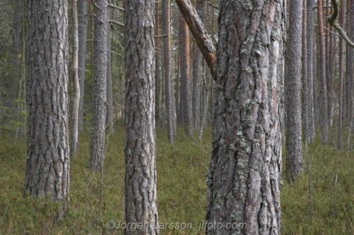 Forrest Pine trees Katrineholm Sweden