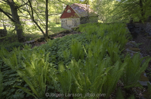 Spring in Skåne Skane Rörum  Sweden