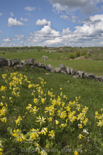 Spring in Skåne Skane Rörums backar, Sweden