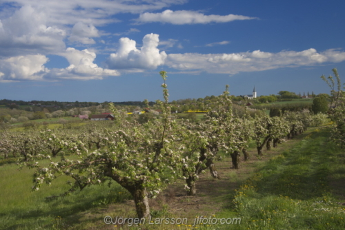 Spring in Skåne Skane Kivik Sweden