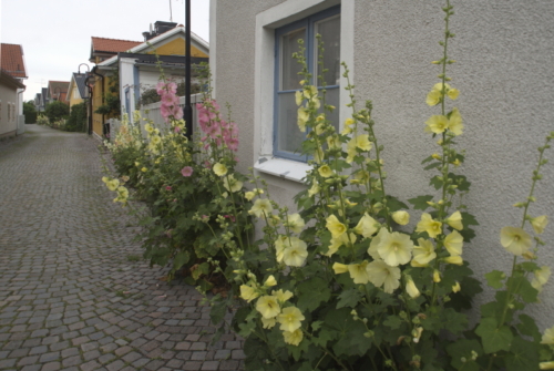 Flowers  Söderköping  Sweden