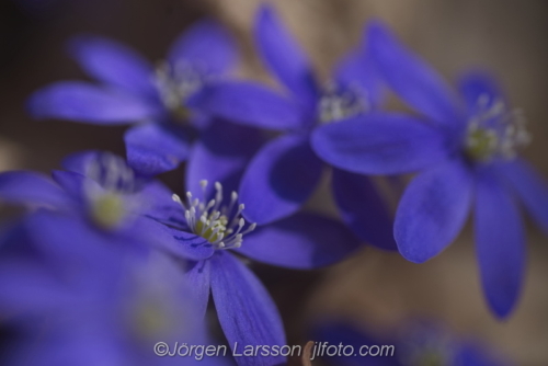 Blåsippor Hepatica