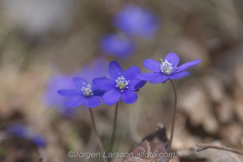 Blåsippor Hepatica