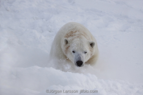 Isbjörn  Polar bear  Svalbard 