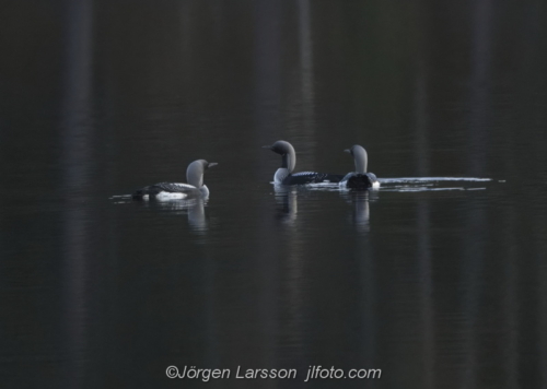  Storlom  Blackt-hroated  diver  Östergötland Sweden 