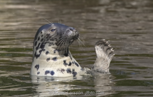Knubbsäl Common seal 
