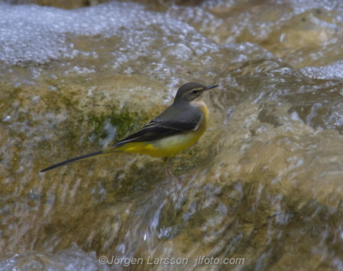 Forsärla Grey Wagtail Småland Sweden Sverige