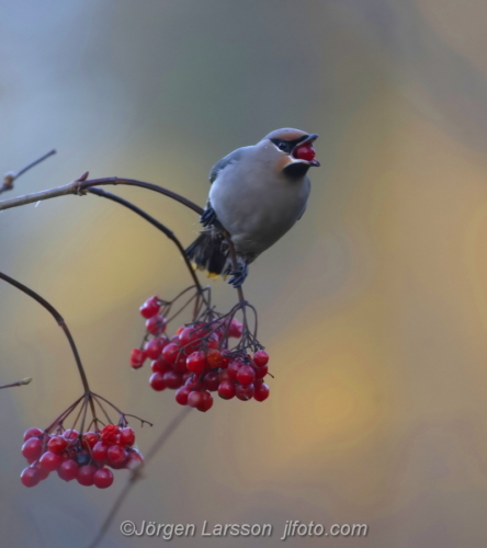 Sidensvans Waxwing and rowanberry Gnesta Sweden