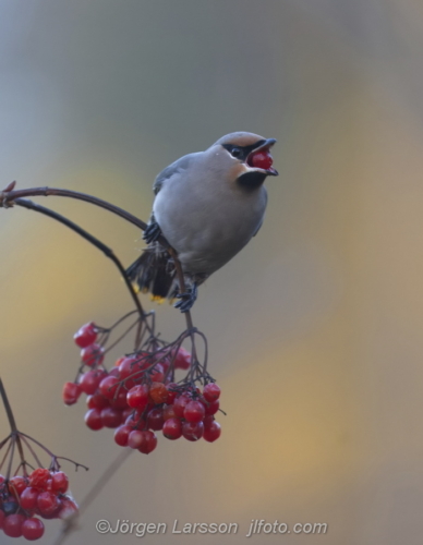 Sidensvans Waxwing and rowanberry Gnesta Sweden