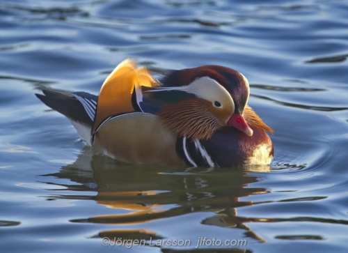 Mandarinand  Mandarin Duck Bird Fåglar Sweden