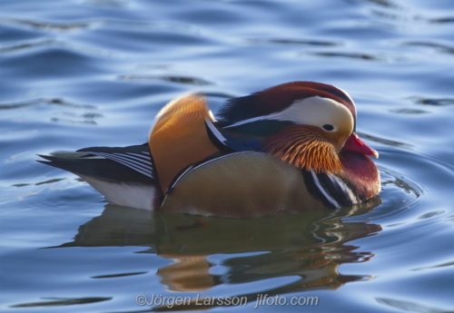 Mandarinand  Mandarin Duck Bird Fåglar Sweden