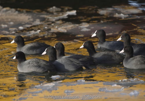 Sothöna Coot  bird, fåglar Skanssundet Södermanland Sweden