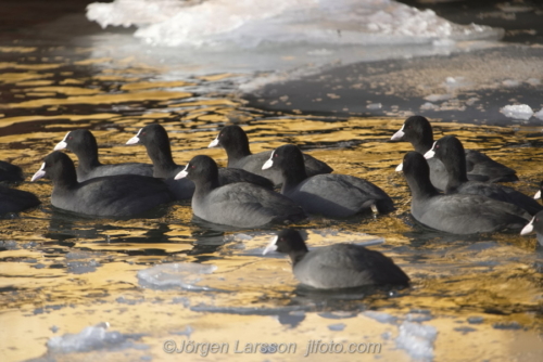 Sothöna Coot  bird, fåglar Skanssundet Södermanland Sweden