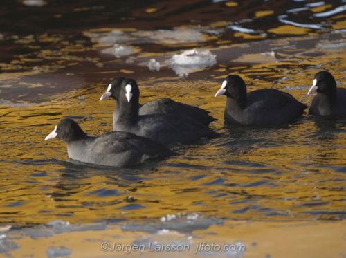 Sothöna Coot  bird, fåglar Skanssundet Södermanland Sweden