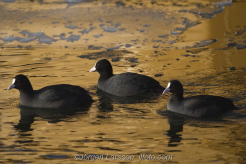 Sothöna Coot  bird, fåglar Skanssundet Södermanland Sweden