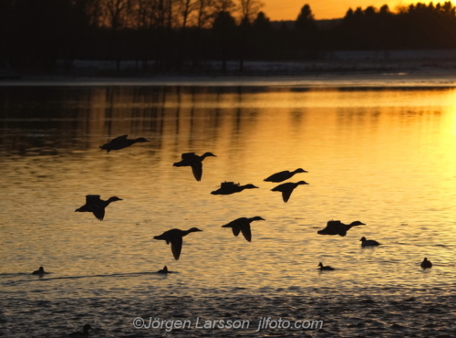 Mallard Gräsänder Småland Sweden Sverige