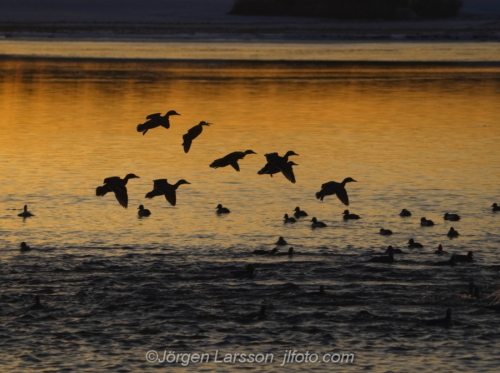 Gräsänder Mallard Småland Sweden Sverige