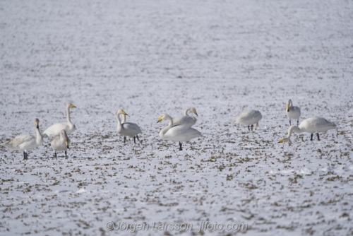 Sångsvanar Whooper swan  Mörkö Södermanland Sweden