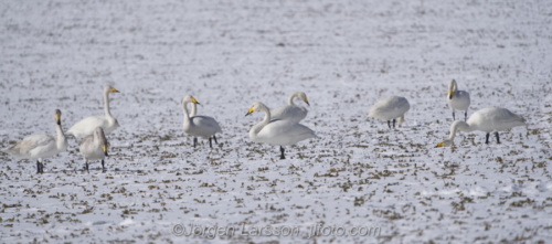 Sångsvanar Whooper swan  Mörkö Södermanland Sweden