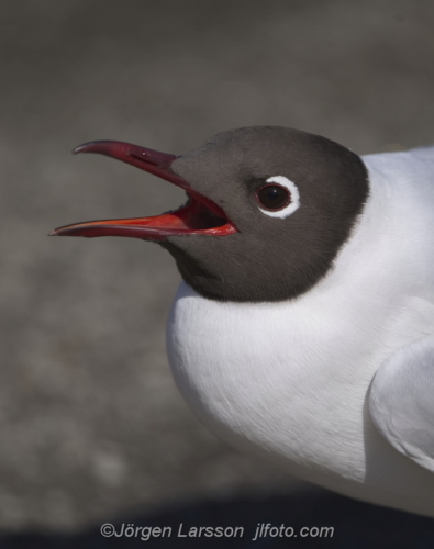 Skrattmås blackcap  Småland Sweden