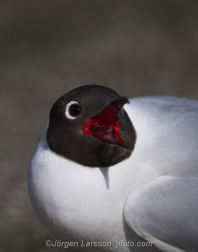 Skrattmås blackcap  Småland Sweden