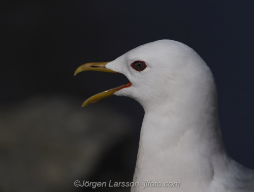 Fiskmås  Seagull Småland Sweden Sverige