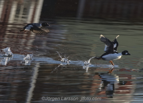 Knipa  Golden eye Bird Småland Sweden