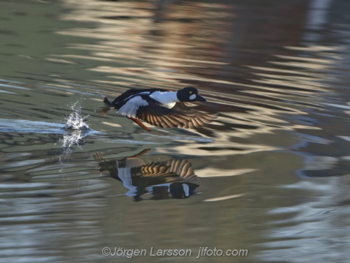 Knipa  Golden eye Bird Småland Sweden