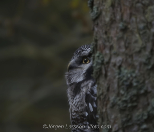 Hökuggla Hawk Owl  Hälsingland Sweden