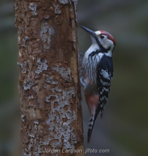 Vitryggig hackspett Dendrocopos leucotos  bird fåglar Hälsingland Sweden