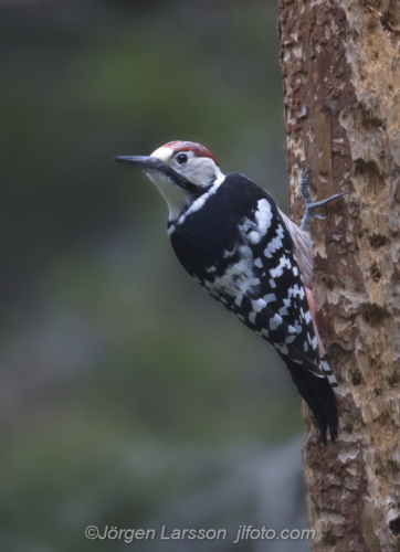 Vitryggig hackspett Dendrocopos leucotos  bird fåglar Hälsingland Sweden