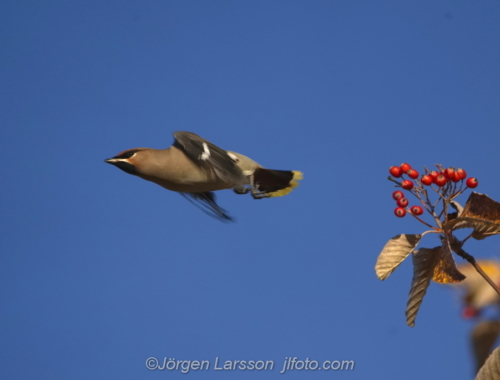 Sidensvans Waxwing and rowanberry Gnesta Sweden