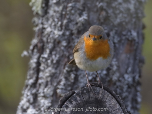 Rödhake  Robin  Fåglar Birds Östergötland Sweden