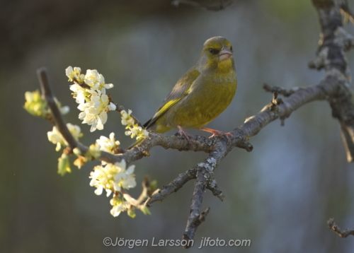 Greenfinch  Grönfink  Stockholm Sweden